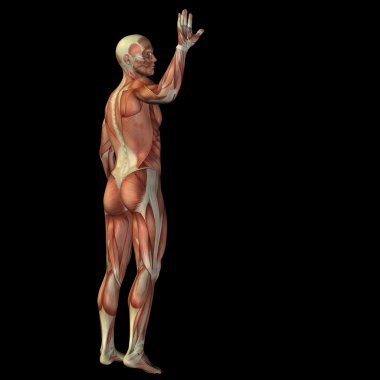 Anatomi tasarımlar için kaslı adam