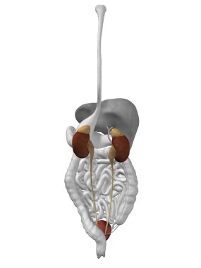 Böbrek organ ve üriner sistem