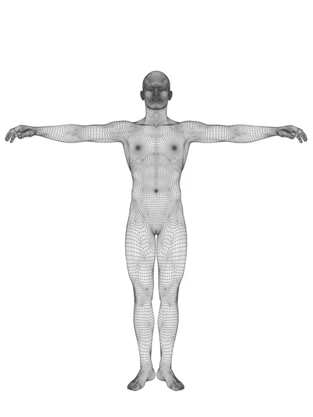 Human or male anatomy — Stock Photo, Image