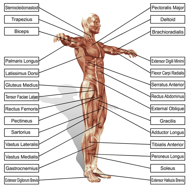 Uomo con muscoli e testo — Foto Stock