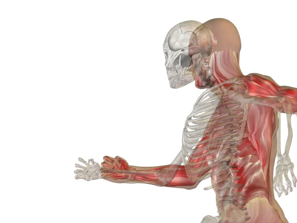 Anatomía humana con huesos — Foto de Stock