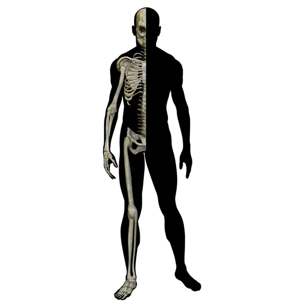 Мужская анатомия с мышцами — стоковое фото