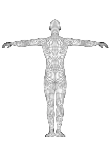 Anatomie masculine faite de wireframe — Photo