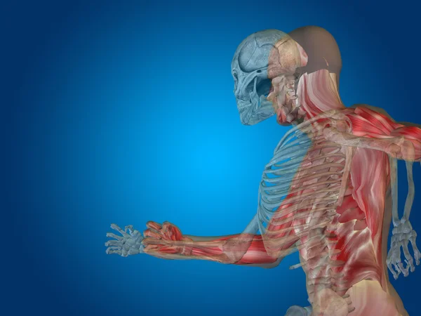 Anatomia pojęcia lub pojęciowy człowieka — Zdjęcie stockowe