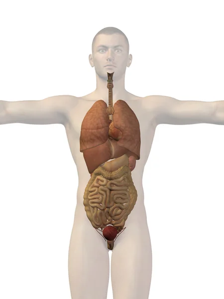 Структура людини з внутрішніми органами , — стокове фото