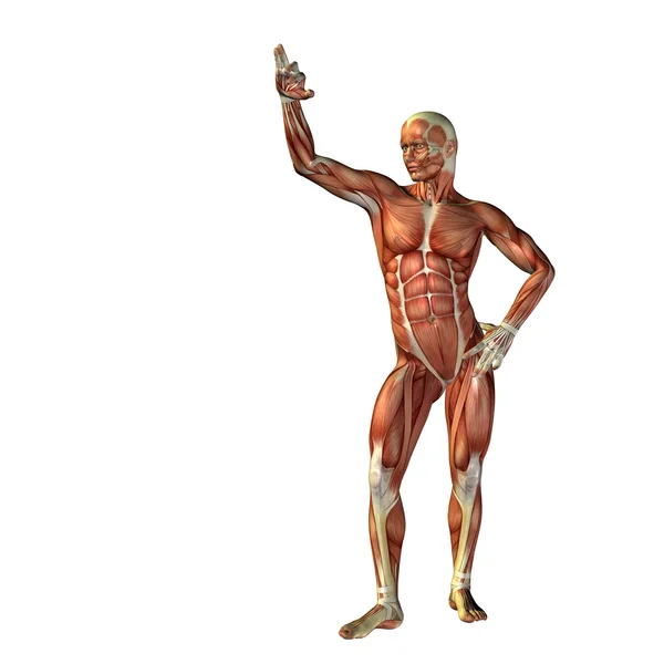 Mann für Anatomie-Designs. — Stockfoto