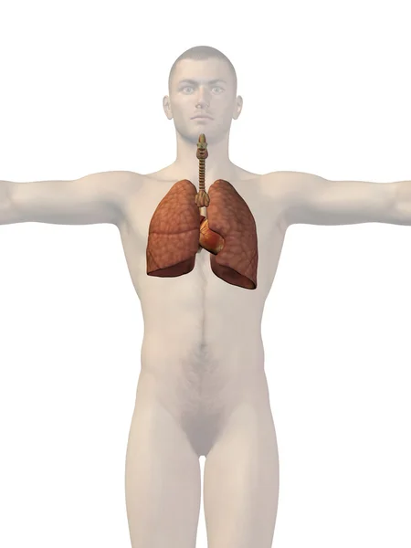 Anatomical human respiratory system — Stock Photo, Image
