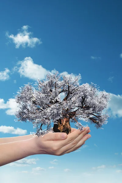 Mujer mano sosteniendo árbol — Foto de Stock