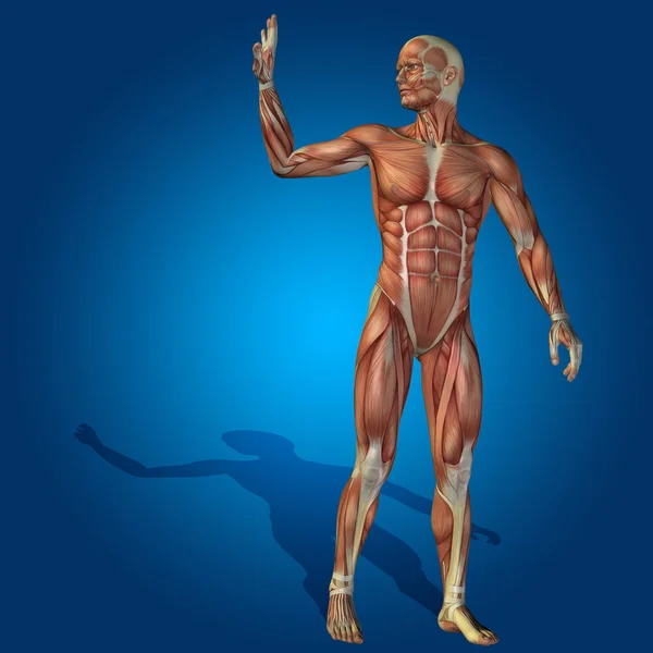 Corpo anatomico con muscolo — Foto Stock