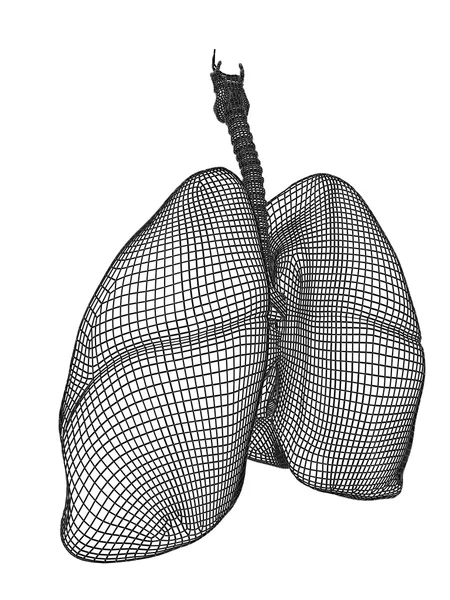 Сетчатая дыхательная система — стоковое фото