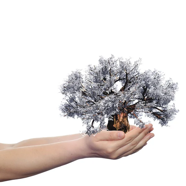 Hand holding spring tree — Stock Photo, Image