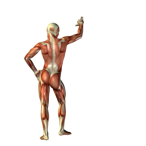 Man  for anatomy designs. — Stock Photo, Image