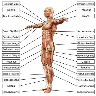 adam kasları ve metin