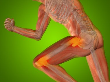 Kavramsal insan anatomisi