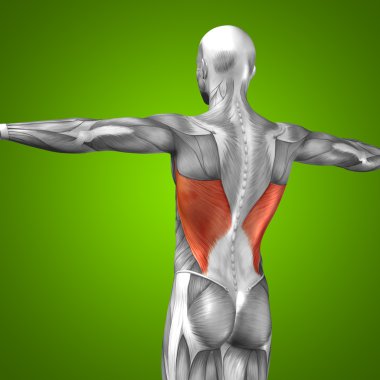 Kavramsal geri insan anatomisi