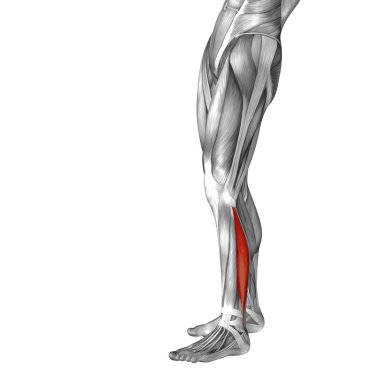 human lower leg anatomy clipart
