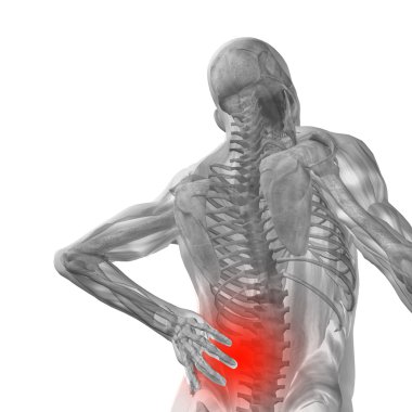 sırt ağrısı anatomisi