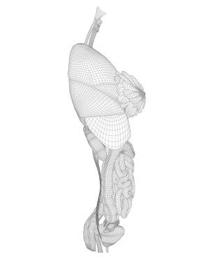 kafes sindirim sistemi