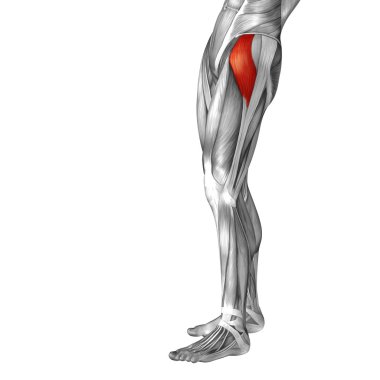 insan üst bacak anatomisi