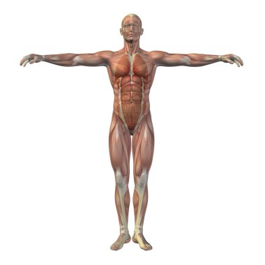 Kavramsal insan yapısı