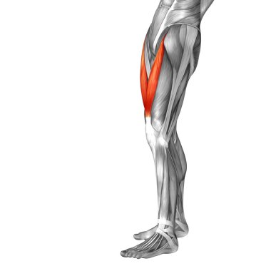 insan üst bacak anatomisi