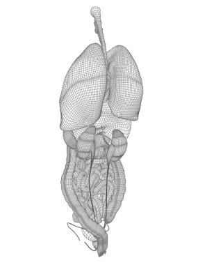 Tel kafes kafes sindirim sistemi