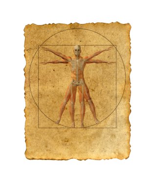 kavramsal Vitruvius insan vücudu
