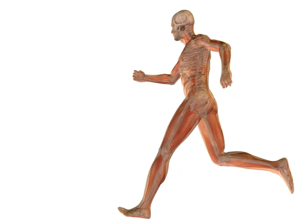 概念の人間の解剖学 — ストック写真