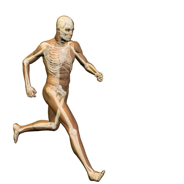 Conceptuele uman anatomie — Stockfoto