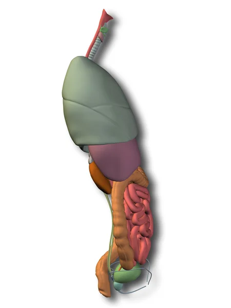 Thorax organ för anatomi mönster. — Stockfoto