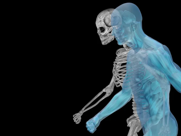 Anatomía con huesos o esqueleto —  Fotos de Stock