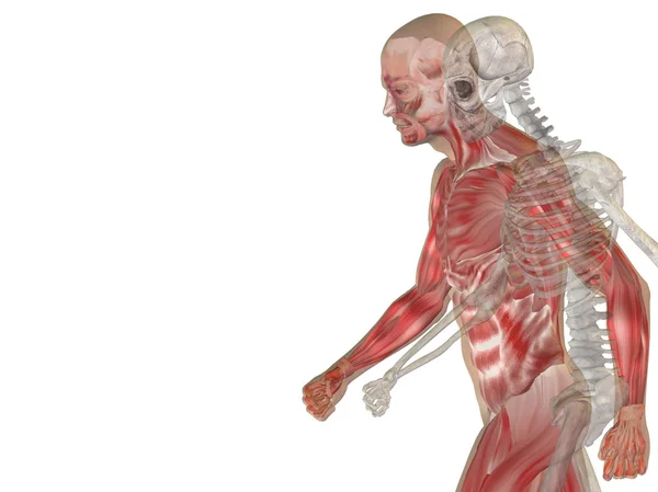 Männliche Anatomie mit Knochen — Stockfoto