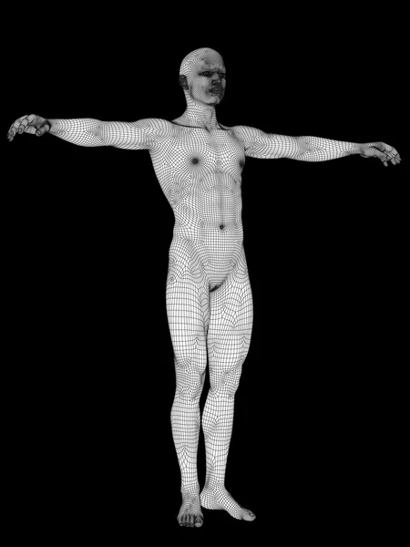 Male anatomy made of white wireframe — Stock Photo, Image