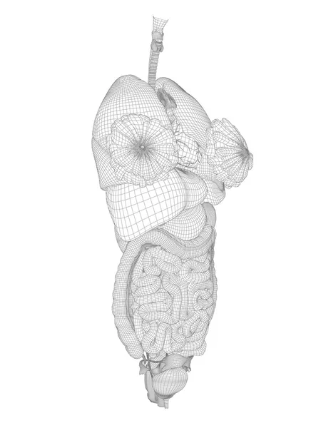 Mesh digestive system — Stock Photo, Image