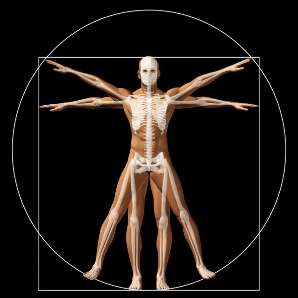 Konzeptionelle Proportion Anatomie Körper — Stockfoto