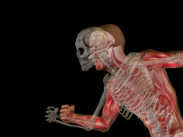 Human anatomy with bones — Stock Photo, Image
