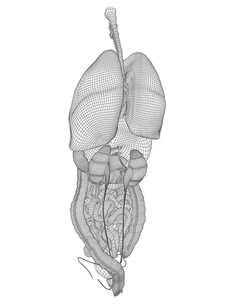 Wireframe mesh matsmältningssystemet — Stockfoto