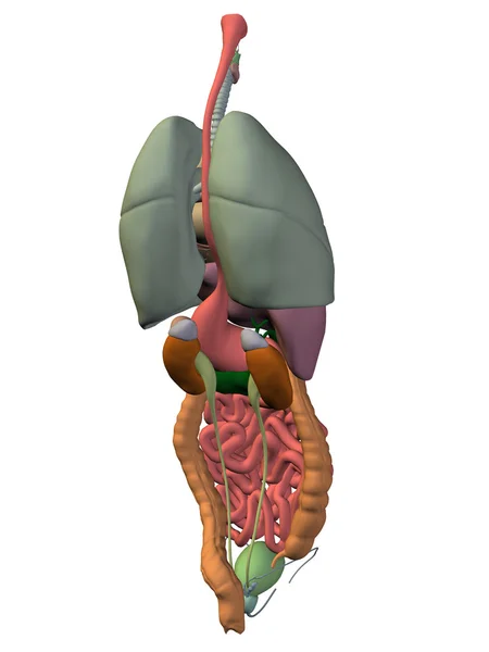 胸腔器官的解剖结构设计. — 图库照片