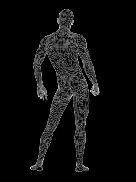 Male  made of white wireframe — Stock Photo, Image