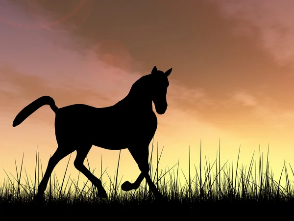 美しい黒い馬シルエット — ストック写真