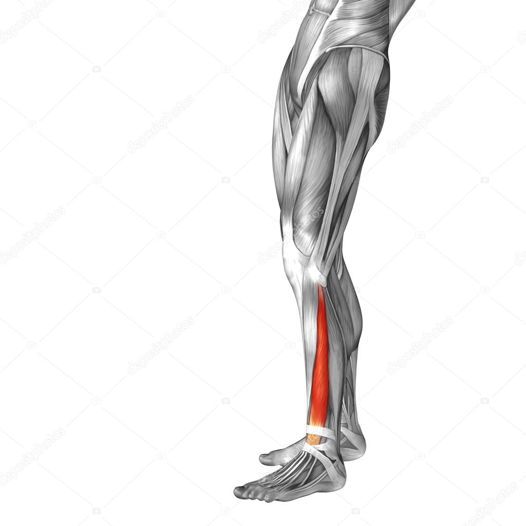 Human lower leg anatomy
