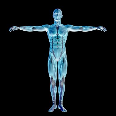 Anatomi için kaslı adam