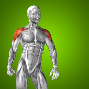 3D triceps insan anatomisi ve kas