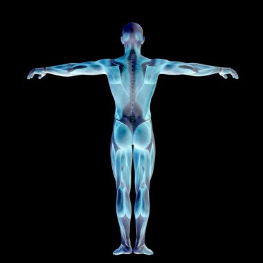 Anatomi için kaslı adam