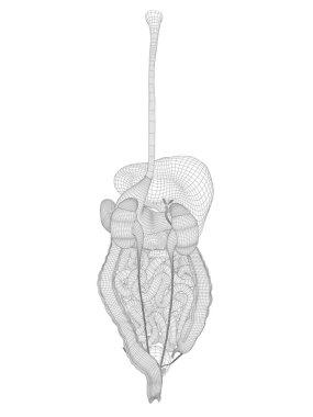 insan 3d tel kafes kafes sindirim sistemi