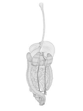 Anatomik kadın 3d sindirim sistemi