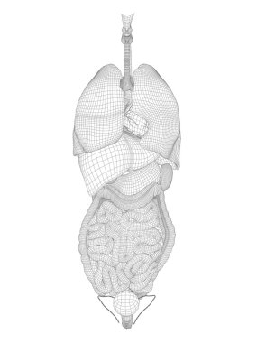 Anatomik insan sindirim sistemi