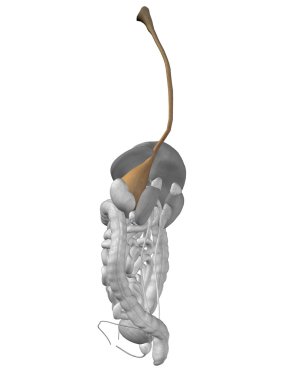 adam anatomi mide organ