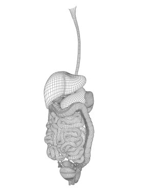 Anatomik kadın 3d tel kafes kafes