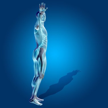 stong insan veya adam 3d anatomi vücut